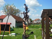 Výsadba na školní zahradě